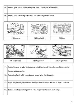 89. Seekor ayam betina sedang mengeram telur – telurnya di dalam reban.
90. Seekor siput babi mengesot di atas busut dengan perlahan-lahan.
91) kemarau 92) tengkujuh 93) bah
94) terperosok 95) tergelincir 96) tergeluncur
91. Musim kemarau yang berpanjangan menyebabkan tumbuh–tumbuhan dan haiwan mati di
kawasan pedalaman itu.
92. Musim tengkujuh telah menyebabkan kampung itu dilanda banjir.
93. Hujan yang berpanjangan selama seminggu telah memyebabkan bah di negeri Kelantan.
94. Sebuah kereta pacuan empat roda telah terperosok ke dalam anak sungai.
16
 