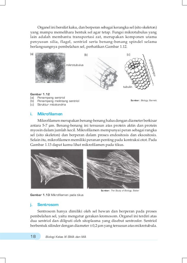 Buku Biologi Kelas Xi Erlangga Pdf Printer