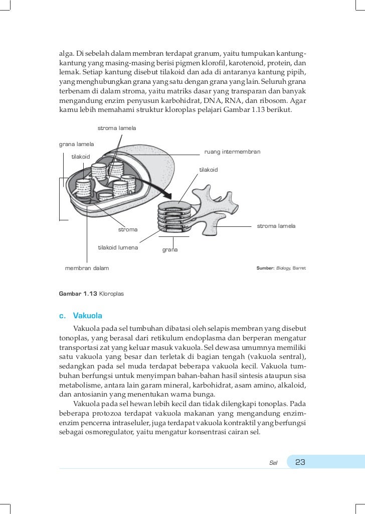 Buku Biologi Sma Kelas Xi Bse 2009 Eva Latifah Hanum