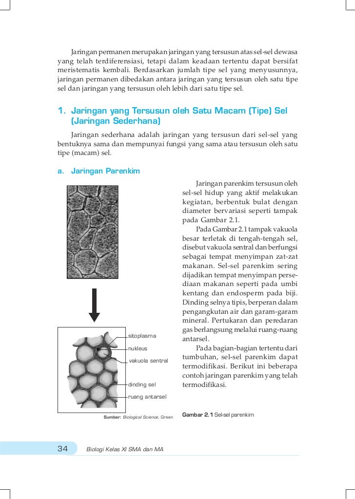 Buku Biologi Erlangga Kelas 10 Kurikulum 2013 Buku Biologi Erlangga Kelas 10 Kurikulum 2013
