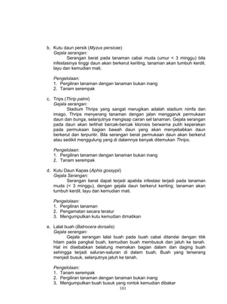 b. Kutu daun persik (Myzus persicae)
   Gejala serangan:
          Serangan berat pada tanaman cabai muda (umur < 3 minggu) bila
   infestasinya tinggi daun akan berkerut keriting, tanaman akan tumbuh kerdil,
   layu dan kemudian mati.

   Pengelolaan:
   1. Pergiliran tanaman dengan tanaman bukan inang
   2. Tanam serempak

c. Trips (Thrip palmi)
   Gejala serangan:
          Stadium Thrips yang sangat merugikan adalah stadium nimfa dan
   imago. Thrips menyerang tanaman dengan jalan menggaruk permukaan
   daun dan bunga, selanjutnya mengisap cairan sel tanaman. Gejala serangan
   pada daun akan terlihat bercak-bercak klorosis berwarna putih keperakan
   pada permukaan bagian bawah daun yang akan menyebabkan daun
   berkerut dan terpuntir. Bila serangan berat permukaan daun akan berkerut
   atau sedikit menggulung yang di dalamnya benyak ditemukan Thrips.

   Pengelolaan:
   1. Pergiliran tanaman dengan tanaman bukan inang
   2. Tanam serempak

d. Kutu Daun Kapas (Aphis gossypii)
   Gejala Serangan:
         Serangan berat dapat terjadi apabila infestasi terjadi pada tanaman
   muda (< 3 minggu), dengan gejala daun berkerut keriting, tanaman akan
   tumbuh kerdil, layu dan kemudian mati.

   Pengelolaan:
   1. Pergiliran tanaman
   2. Pengamatan secara teratur
   3. Mengumpulkan kutu kemudian dimatikan

e. Lalat buah (Batrocera dorsalis)
   Gejala serangan:
          Gejala serangan lalat buah pada buah cabai ditandai dengan titik
   hitam pada pangkal buah, kemudian buah membusuk dan jatuh ke tanah.
   Hal ini disebabkan belatung memakan bagian dalam dan daging buah
   sehingga terjadi saluran-saluran di dalam buah. Buah yang terserang
   menjadi busuk, selanjutnya jatuh ke tanah.

   Pengelolaan:
   1. Tanam serempak
   2. Pergiliran tanaman dengan tanaman bukan inang
   3. Mengumpulkan buah busuk yang rontok kemudian dibakar
                                  101
 