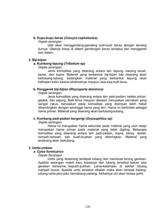 b. Kupu-kupu beras (Corcyra cephalonica)
      Gejala serangan:
             Ulat akan menggandeng-gandeng butir-butir beras dengan benang
      liurnya. Ulatnya hidup di dalam gendengan beras tersebut dan menggerek
      dari dalam.

2. Biji-bijian
    a. Kumbang tepung (Tribolium sp)
        Gejala serangan:
               Jenis komoditas yang diserang antara lain tepung, kacang tanah,
        beras, dan kopra. Material yang berbentuk biji-bijian bila diserang akan
        berlubang-lubang, sedangkan material yang berbentuk tepung akan
        kelihatan kotor karena ekskresinya maupun sisa-sisa kulit larva.

   b. Penggerek biji-bijian (Rhyzoperta dominica)
       Gejala serangan:
             Jenis komoditas yang diserang antara lain padi-padian, ketela pohon,
       gaplek, dan jagung. Baik larva maupun dewasa merupakan pemakan yang
       sangat rakus, kerusakan pada komoditas yang disimpan lebih hebat
       dibandingkan dengan serangga hama yang lain. Hama ini bertindak sebagai
       hama primer. Material yang diserang akan berlubang-lubang.

   c. Kumbang padi-padian bergerigi (Oryzeaphilus sp)
       Gejala serangan:
              Hama ini merupakan hama sekunder pada material yang utuh tetapi
       merupakan hama primer pada material yang telah digiling. Beberapa
       komoditas yang diserang antara lain padi-padian, kopra, beras, dedak,
       rempah-rempah, dan buah-buahan yang dikeringkan. Material yang
       terserang akan berlubang.

3. Umbi-umbian
    a. Cylas formicarius
        Gejala Serangan:
              Umbi yang terserang terdapat lubang dan membuat lorong gerekan.
        Apabila serangan masih baru biasanya dari lubang tersebut keluar sisa
        gerekan berwarna keputih-putihan. Lama-kelamaan di sekitar lubang
        menjadi busuk. Apabila umbi tersebut dibelah maka akan tampak lubang-
        lubang serta jalur-jalur bercabang-cabang. Akibatnya ubi akan terasa pahit.




                                       120
 