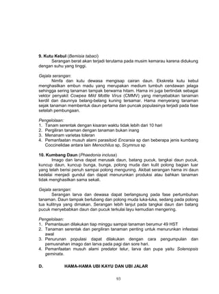 9. Kutu Kebul (Bemisia tabaci)
      Serangan berat akan terjadi terutama pada musim kemarau karena didukung
dengan suhu yang tinggi.

Gejala serangan:
       Nimfa dan kutu dewasa mengisap cairan daun. Ekskreta kutu kebul
menghasilkan embun madu yang merupakan medium tumbuh cendawan jelaga
sehingga sering tanaman tampak berwarna hitam. Hama ini juga bertindak sebagai
vektor penyakit Cowpea Mild Mottle Virus (CMMV) yang menyebabkan tanaman
kerdil dan daunnya belang-belang kuning tersamar. Hama menyerang tanaman
sejak tanaman membentuk daun pertama dan puncak populasinya terjadi pada fase
setelah pembungaan.

Pengelolaan:
1. Tanam serentak dengan kisaran waktu tidak lebih dari 10 hari
2. Pergiliran tanaman dengan tanaman bukan inang
3. Menanam varietas toleran
4. Pemanfaatan musuh alami parasitoid Encarsia sp dan beberapa jenis kumbang
   Coccinelidae antara lain Menochilus sp, Scymnus sp

10. Kumbang Daun (Phaedonia inclusa)
       Imago dan larva dapat merusak daun, batang pucuk, tangkai daun pucuk,
kuncup daun, kuncup bunga, bunga, polong muda dan kulit polong bagian luar
yang telah berisi penuh sampai polong menguning. Akibat serangan hama ini daun
kedelai menjadi gundul dan dapat menurunkan produksi atau bahkan tanaman
tidak menghasilkan sama sekali.

Gejala serangan:
      Serangan larva dan dewasa dapat berlangsung pada fase pertumbuhan
tanaman. Daun tampak berlubang dan polong muda luka-luka, sedang pada polong
tua kulitnya yang dimakan. Serangan lebih lanjut pada tangkai daun dan batang
pucuk menyebabkan daun dan pucuk terkulai layu kemudian mengering.

Pengelolaan:
1. Pemantauan dilakukan tiap minggu sampai tanaman berumur 49 HST
2. Tanaman serentak dan pergiliran tanaman penting untuk menurunkan infestasi
   awal
3. Penurunan populasi dapat dilakukan dengan cara pengumpulan dan
   pemusnahan imago dan larva pada pagi dan sore hari.
4. Pemanfaatan musuh alami predator telur, larva dan pupa yaitu Solenopsis
   geminata.

D.          HAMA-HAMA UBI KAYU DAN UBI JALAR

                                     93
 