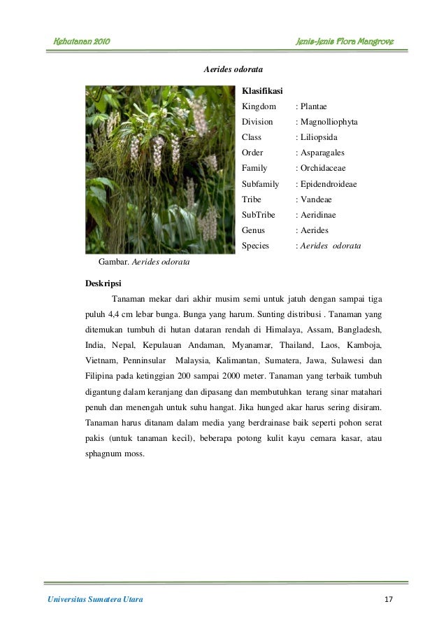 Buku Flora  Mangrove