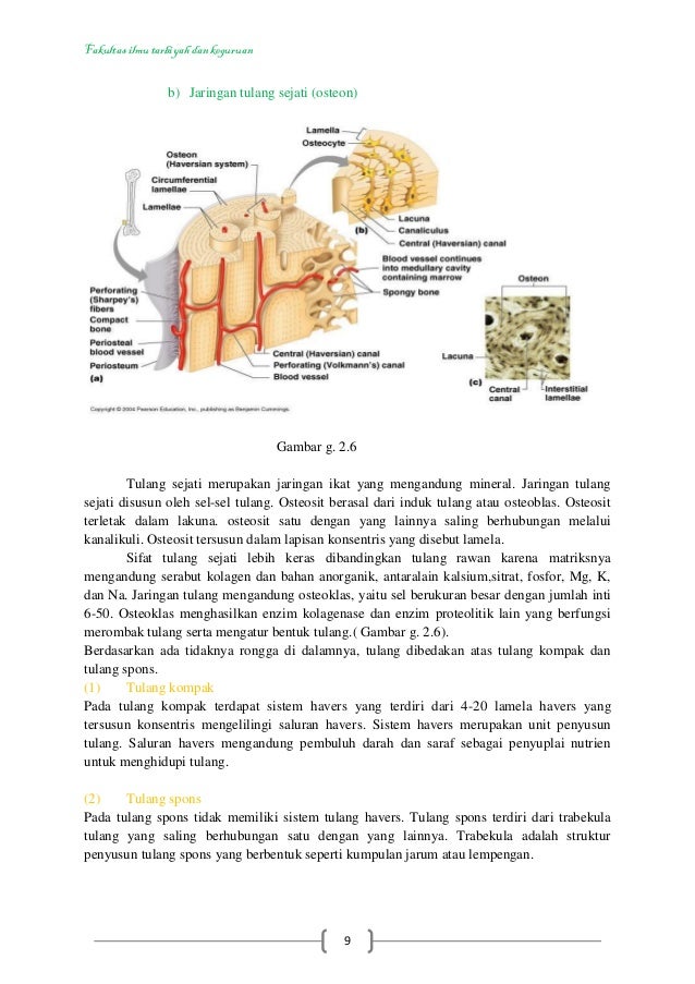 Buku Jaringan  Hewan 