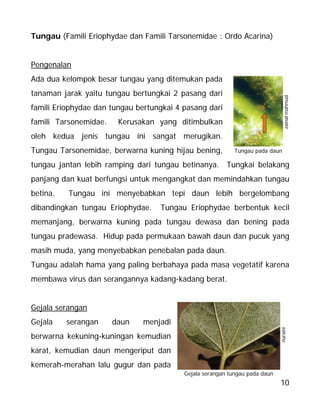 10
Tungau (Famili Eriophydae dan Famili Tarsonemidae : Ordo Acarina)
Pengenalan
Ada dua kelompok besar tungau yang ditemukan pada
tanaman jarak yaitu tungau bertungkai 2 pasang dari
famili Eriophydae dan tungau bertungkai 4 pasang dari
famili Tarsonemidae. Kerusakan yang ditimbulkan
oleh kedua jenis tungau ini sangat merugikan.
Tungau Tarsonemidae, berwarna kuning hijau bening,
tungau jantan lebih ramping dari tungau betinanya. Tungkai belakang
panjang dan kuat berfungsi untuk mengangkat dan memindahkan tungau
betina. Tungau ini menyebabkan tepi daun lebih bergelombang
dibandingkan tungau Eriophydae. Tungau Eriophydae berbentuk kecil
memanjang, berwarna kuning pada tungau dewasa dan bening pada
tungau pradewasa. Hidup pada permukaan bawah daun dan pucuk yang
masih muda, yang menyebabkan penebalan pada daun.
Tungau adalah hama yang paling berbahaya pada masa vegetatif karena
membawa virus dan serangannya kadang-kadang berat.
Gejala serangan
Gejala serangan daun menjadi
berwarna kekuning-kuningan kemudian
karat, kemudian daun mengeriput dan
kemerah-merahan lalu gugur dan pada
nuraini
Gejala serangan tungau pada daun
Tungau pada daun
zainalmahmud
 