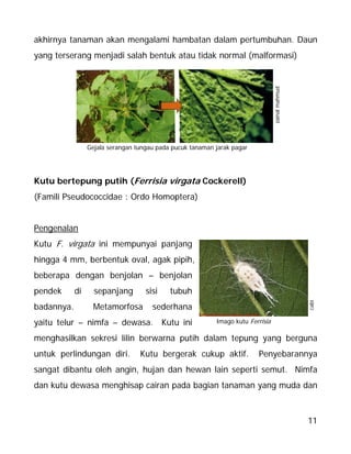 11
akhirnya tanaman akan mengalami hambatan dalam pertumbuhan. Daun
yang terserang menjadi salah bentuk atau tidak normal (malformasi)
Kutu bertepung putih (Ferrisia virgata Cockerell)
(Famili Pseudococcidae : Ordo Homoptera)
Pengenalan
Kutu F. virgata ini mempunyai panjang
hingga 4 mm, berbentuk oval, agak pipih,
beberapa dengan benjolan – benjolan
pendek di sepanjang sisi tubuh
badannya. Metamorfosa sederhana
yaitu telur – nimfa – dewasa. Kutu ini
menghasilkan sekresi lilin berwarna putih dalam tepung yang berguna
untuk perlindungan diri. Kutu bergerak cukup aktif. Penyebarannya
sangat dibantu oleh angin, hujan dan hewan lain seperti semut. Nimfa
dan kutu dewasa menghisap cairan pada bagian tanaman yang muda dan
zainalmahmud
Gejala serangan tungau pada pucuk tanaman jarak pagar
cabi
Imago kutu Ferrisia
 