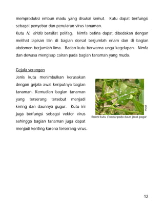 12
memproduksi embun madu yang disukai semut. Kutu dapat berfungsi
sebagai penyebar dan penularan virus tanaman.
Kutu N. viridis bersifat polifag. Nimfa betina dapat dibedakan dengan
melihat lapisan lilin di bagian dorsal berjumlah enam dan di bagian
abdomen berjumlah lima. Badan kutu berwarna ungu kegelapan. Nimfa
dan dewasa mengisap cairan pada bagian tanaman yang muda.
Gejala serangan
Jenis kutu menimbulkan kerusakan
dengan gejala awal keriputnya bagian
tanaman. Kemudian bagian tanaman
yang terserang tersebut menjadi
kering dan daunnya gugur. Kutu ini
juga berfungsi sebagai vektor virus
sehingga bagian tanaman juga dapat
menjadi keriting karena terserang virus.
maya
Koloni kutu Ferrisia pada daun jarak pagar
 