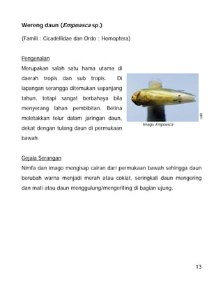 13
Wereng daun (Empoasca sp.)
(Famili : Cicadellidae dan Ordo : Homoptera)
Pengenalan
Merupakan salah satu hama utama di
daerah tropis dan sub tropis. Di
lapangan serangga ditemukan sepanjang
tahun, tetapi sangat berbahaya bila
menyerang lahan pembibitan. Betina
meletakkan telur dalam jaringan daun,
dekat dengan tulang daun di permukaan
bawah.
Gejala Serangan
Nimfa dan imago mengisap cairan dari permukaan bawah sehingga daun
berubah warna menjadi merah atau coklat, seringkali daun mengering
dan mati atau daun menggulung/mengeriting di bagian ujung.
cabi
Imago Empoasca
 