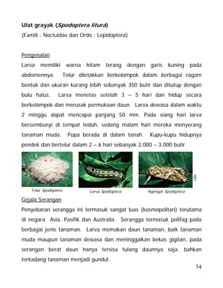 14
Ulat grayak (Spodoptera litura)
(Famili : Noctuidae dan Ordo : Lepidoptera)
Pengenalan
Larva memiliki warna hitam terang dengan garis kuning pada
abdomennya. Telur diletakkan berkelompok dalam berbagai ragam
bentuk dan ukuran kurang lebih sebanyak 350 butir dan ditutup dengan
bulu halus. Larva menetas setelah 3 – 5 hari dan hidup secara
berkelompok dan merusak permukaan daun. Larva dewasa dalam waktu
2 minggu dapat mencapai panjang 50 mm. Pada siang hari larva
bersembunyi di tempat teduh, sedang malam hari mereka menyerang
tanaman muda. Pupa berada di dalam tanah. Kupu-kupu hidupnya
pendek dan bertelur dalam 2 – 6 hari sebanyak 2.000 – 3.000 butir
Gejala Serangan
Penyebaran serangga ini termasuk sangat luas (kosmopolitan) terutama
di negara Asia, Pasifik dan Australia. Serangga termasuk polifag pada
berbagai jenis tanaman. Larva memakan daun tanaman, baik tanaman
muda maupun tanaman dewasa dan meninggalkan bekas gigitan, pada
serangan berat daun hanya tersisa tulang daunnya saja, bahkan
terkadang tanaman menjadi gundul.
Ngengat SpodopteraTelur Spodoptera Larva Spodoptera
cabi
 