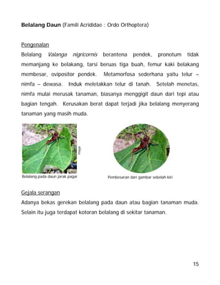 15
Belalang Daun (Famili Acrididae : Ordo Orthoptera)
Pengenalan
Belalang Valanga nigricornis berantena pendek, pronotum tidak
memanjang ke belakang, tarsi beruas tiga buah, femur kaki belakang
membesar, ovipositor pendek. Metamorfosa sederhana yaitu telur –
nimfa – dewasa. Induk meletakkan telur di tanah. Setelah menetas,
nimfa mulai merusak tanaman, biasanya menggigit daun dari tepi atau
bagian tengah. Kerusakan berat dapat terjadi jika belalang menyerang
tanaman yang masih muda.
Gejala serangan
Adanya bekas gerekan belalang pada daun atau bagian tanaman muda.
Selain itu juga terdapat kotoran belalang di sekitar tanaman.
Pembesaran dari gambar sebelah kiri
maya
Belalang pada daun jarak pagar
 