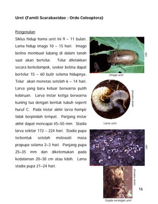 16
Uret (Famili Scarabaeidae : Ordo Coleoptera)
Pengenalan
Siklus hidup hama uret ini 9 – 11 bulan.
Lama hidup imago 10 – 15 hari. Imago
betina membuat lubang di dalam tanah
saat akan bertelur. Telur diletakkan
secara berkelompok, seekor betina dapat
bertelur 15 – 60 butir selama hidupnya.
Telur akan menetas setelah 6 – 14 hari.
Larva yang baru keluar berwarna putih
kebiruan. Larva instar ketiga berwarna
kuning tua dengan bentuk tubuh seperti
huruf C. Pada instar akhir larva hampir
tidak berpindah tempat. Panjang instar
akhir dapat mencapai 45–50 mm. Stadia
larva sekitar 172 – 224 hari. Stadia pupa
terbentuk setelah melewati masa
prapupa selama 2–3 hari. Panjang pupa
25–35 mm dan diketemukan pada
kedalaman 20–30 cm atau lebih. Lama
stadia pupa 21–24 hari.
zainalmahmud
Gejala serangan uret
cabi
Imago uret
Larva uret
cabi
zainalmahmud
Larva uret
 