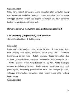 17
Gejala serangan
Stadia larva sangat berbahaya karena memakan akar tumbuhan inang
dan mematikan tumbuhan tersebut. Larva memakan akar tanaman
sehingga tanaman tampak layu seperti kekurangan air, daun berwarna
kuning, mengering dan akhirnya mati.
Hama yang hanya menyerang pada pertanaman produktif
Kepik Lembing (Chrysochoris javanus Westw)
(Famili Pentatomidae : Ordo Hemiptera)
Pengenalan
Kepik mempunyai panjang badan sekitar 20 mm. Antena beruas tiga,
lebih panjang dari kepala, berbentuk perisai yang khas. Scutellum
berkembang dengan baik. Tubuh berwarna jingga kemerahan dan
terdapat garis-garis hitam yang jelas. Metamorfosa sederhana yaitu telur
– nimfa – dewasa. Siklus hidup berkisar 60 – 80 hari. Nimfa dan kepik
dewasa gerakakannya lambat. Kepik lembing menyerang pada saat
pembungaan, menjelang pembentukan buah dan menghisap buah,
sehingga menimbulkan kerusakan pada kapsul buah yang sedang
berkembang.
Gejala serangan
 
