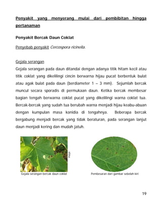 19
Penyakit yang menyerang mulai dari pembibitan hingga
pertanaman
Penyakit Bercak Daun Coklat
Penyebab penyakit Cercospora ricinella.
Gejala serangan
Gejala serangan pada daun ditandai dengan adanya titik hitam kecil atau
titik coklat yang dikelilingi cincin berwarna hijau pucat berbentuk bulat
atau agak bulat pada daun (berdiameter 1 – 3 mm). Sejumlah bercak
muncul secara sporadis di permukaan daun. Ketika bercak membesar
bagian tengah berwarna coklat pucat yang dikelilingi warna coklat tua.
Bercak-bercak yang sudah tua berubah warna menjadi hijau keabu-abuan
dengan kumpulan masa konidia di tengahnya. Beberapa bercak
bergabung menjadi bercak yang tidak beraturan, pada serangan lanjut
daun menjadi kering dan mudah jatuh.
maya
Gejala serangan bercak daun coklat Pembesaran dari gambar sebelah kiri
 