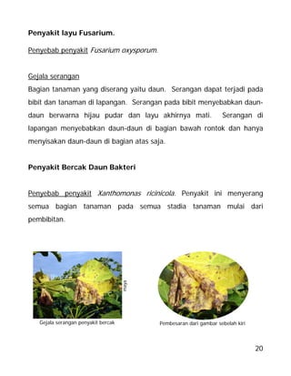 20
Pembesaran dari gambar sebelah kiri
maya
Gejala serangan penyakit bercak
Penyakit layu Fusarium.
Penyebab penyakit Fusarium oxysporum.
Gejala serangan
Bagian tanaman yang diserang yaitu daun. Serangan dapat terjadi pada
bibit dan tanaman di lapangan. Serangan pada bibit menyebabkan daun-
daun berwarna hijau pudar dan layu akhirnya mati. Serangan di
lapangan menyebabkan daun-daun di bagian bawah rontok dan hanya
menyisakan daun-daun di bagian atas saja.
Penyakit Bercak Daun Bakteri
Penyebab penyakit Xanthomonas ricinicola. Penyakit ini menyerang
semua bagian tanaman pada semua stadia tanaman mulai dari
pembibitan.
 