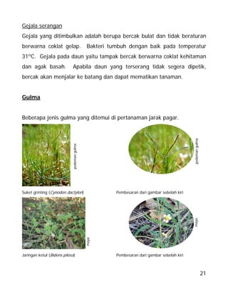 21
Gejala serangan
Gejala yang ditimbulkan adalah berupa bercak bulat dan tidak beraturan
berwarna coklat gelap. Bakteri tumbuh dengan baik pada temperatur
31ºC. Gejala pada daun yaitu tampak bercak berwarna coklat kehitaman
dan agak basah. Apabila daun yang terserang tidak segera dipetik,
bercak akan menjalar ke batang dan dapat mematikan tanaman.
Gulma
Beberapa jenis gulma yang ditemui di pertanaman jarak pagar.
Suket grinting (Cynodon dactylon) Pembesaran dari gambar sebelah kiri
Jaringan ketul (Bidens pilosa) Pembesaran dari gambar sebelah kiri
maya
maya
pedomangulma
pedomangulma
 
