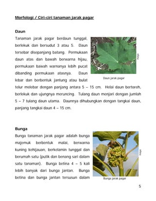 5
Morfologi / Ciri-ciri tanaman jarak pagar
Daun
Tanaman jarak pagar berdaun tunggal,
berlekuk dan bersudut 3 atau 5. Daun
tersebar disepanjang batang. Permukaan
daun atas dan bawah berwarna hijau,
permukaan bawah warnanya lebih pucat
dibanding permukaan atasnya. Daun
lebar dan berbentuk jantung atau bulat
telur melebar dengan panjang antara 5 – 15 cm. Helai daun bertoreh,
berlekuk dan ujungnya meruncing. Tulang daun menjari dengan jumlah
5 – 7 tulang daun utama. Daunnya dihubungkan dengan tangkai daun,
panjang tangkai daun 4 – 15 cm.
Bunga
Bunga tanaman jarak pagar adalah bunga
majemuk berbentuk malai, berwarna
kuning kehijauan, berkelamin tunggal dan
berumah satu (putik dan benang sari dalam
satu tanaman). Bunga betina 4 – 5 kali
lebih banyak dari bunga jantan. Bunga
betina dan bunga jantan tersusun dalam Bunga jarak pagar
maya
Daun jarak pagar
maya
 