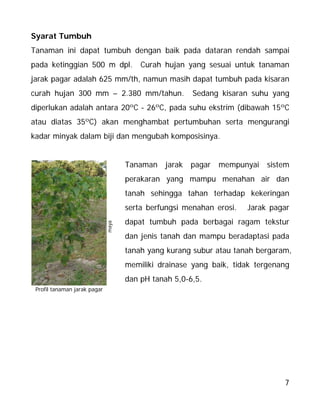 7
Syarat Tumbuh
Tanaman ini dapat tumbuh dengan baik pada dataran rendah sampai
pada ketinggian 500 m dpl. Curah hujan yang sesuai untuk tanaman
jarak pagar adalah 625 mm/th, namun masih dapat tumbuh pada kisaran
curah hujan 300 mm – 2.380 mm/tahun. Sedang kisaran suhu yang
diperlukan adalah antara 20ºC - 26ºC, pada suhu ekstrim (dibawah 15ºC
atau diatas 35ºC) akan menghambat pertumbuhan serta mengurangi
kadar minyak dalam biji dan mengubah komposisinya.
Tanaman jarak pagar mempunyai sistem
perakaran yang mampu menahan air dan
tanah sehingga tahan terhadap kekeringan
serta berfungsi menahan erosi. Jarak pagar
dapat tumbuh pada berbagai ragam tekstur
dan jenis tanah dan mampu beradaptasi pada
tanah yang kurang subur atau tanah bergaram,
memiliki drainase yang baik, tidak tergenang
dan pH tanah 5,0-6,5.
maya
Profil tanaman jarak pagar
 