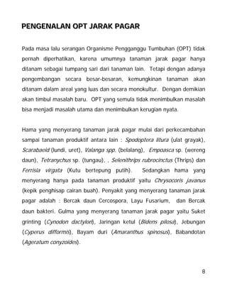 8
PPPEEENNNGGGEEENNNAAALLLAAANNN OOOPPPTTT JJJAAARRRAAAKKK PPPAAAGGGAAARRR
Pada masa lalu serangan Organisme Pengganggu Tumbuhan (OPT) tidak
pernah diperhatikan, karena umumnya tanaman jarak pagar hanya
ditanam sebagai tumpang sari dari tanaman lain. Tetapi dengan adanya
pengembangan secara besar-besaran, kemungkinan tanaman akan
ditanam dalam areal yang luas dan secara monokultur. Dengan demikian
akan timbul masalah baru. OPT yang semula tidak menimbulkan masalah
bisa menjadi masalah utama dan menimbulkan kerugian nyata.
Hama yang menyerang tanaman jarak pagar mulai dari perkecambahan
sampai tanaman produktif antara lain : Spodoptera litura (ulat grayak),
Scarabaeid (lundi, uret), Valanga spp. (belalang), Empoasca sp. (wereng
daun), Tetranychus sp. (tungau), , Selenithrips rubrocinctus (Thrips) dan
Ferrisia virgata (Kutu bertepung putih). Sedangkan hama yang
menyerang hanya pada tanaman produktif yaitu Chrysocoris javanus
(kepik penghisap cairan buah). Penyakit yang menyerang tanaman jarak
pagar adalah : Bercak daun Cercospora, Layu Fusarium, dan Bercak
daun bakteri. Gulma yang menyerang tanaman jarak pagar yaitu Suket
grinting (Cynodon dactylon), Jaringan ketul (Bidens pilosa), Jebungan
(Cyperus difformis), Bayam duri (Amaranthus spinosus), Babandotan
(Ageratum conyzoides).
 