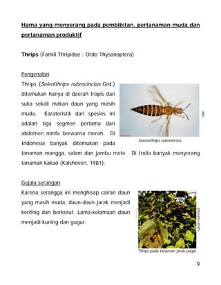 9
Hama yang menyerang pada pembibitan, pertanaman muda dan
pertanaman produktif
Thrips (Famili Thripidae : Ordo Thysanoptera)
Pengenalan
Thrips (Selenithrips rubrocinctus Grd.)
ditemukan hanya di daerah tropis dan
suka sekali makan daun yang masih
muda. Karateristik dari spesies ini
adalah tiga segmen pertama dari
abdomen nimfa berwarna merah. Di
Indonesia banyak ditemukan pada
tanaman mangga, salam dan jambu mete. Di India banyak menyerang
tanaman kakao (Kalshoven, 1981).
Gejala serangan
Karena serangga ini menghisap cairan daun
yang masih muda, daun-daun jarak menjadi
keriting dan berkerut. Lama-kelamaan daun
menjadi kuning dan gugur.
zainalmahmud
Thrips pada tanaman jarak pagar
Selenothrips rubricinctus
cabi
 