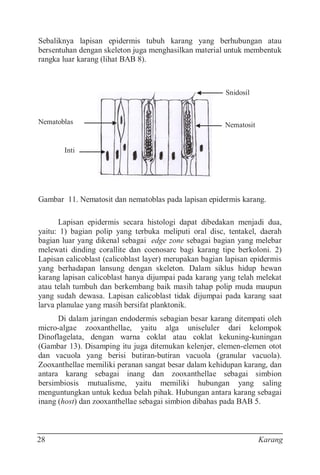 Karang Biologi Reproduksi dan Ekologi | PDF