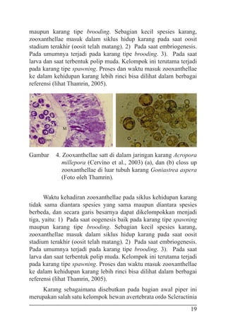 19
maupun karang tipe brooding. Sebagian kecil spesies karang,
zooxanthellae masuk dalam siklus hidup karang pada saat oosit
stadium terakhir (oosit telah matang). 2) Pada saat embriogenesis.
Pada umumnya terjadi pada karang tipe brooding. 3). Pada saat
larva dan saat terbentuk polip muda. Kelompok ini terutama terjadi
pada karang tipe spawning. Proses dan waktu masuk zooxanthellae
ke dalam kehidupan karang lebih rinci bisa dilihat dalam berbagai
referensi (lihat Thamrin, 2005).
Gambar 4. Zooxanthellae satt di dalam jaringan karang Acropora
millepora (Cervino et al., 2003) (a), dan (b) closs up
zooxanthellae di luar tubuh karang Goniastrea aspera
(Foto oleh Thamrin).
Waktu kehadiran zooxanthellae pada siklus kehidupan karang
tidak sama diantara spesies yang sama maupun diantara spesies
berbeda, dan secara garis besarnya dapat dikelompokkan menjadi
tiga, yaitu: 1) Pada saat oogenesis baik pada karang tipe spawning
maupun karang tipe brooding. Sebagian kecil spesies karang,
zooxanthellae masuk dalam siklus hidup karang pada saat oosit
stadium terakhir (oosit telah matang). 2) Pada saat embriogenesis.
Pada umumnya terjadi pada karang tipe brooding. 3). Pada saat
larva dan saat terbentuk polip muda. Kelompok ini terutama terjadi
pada karang tipe spawning. Proses dan waktu masuk zooxanthellae
ke dalam kehidupan karang lebih rinci bisa dilihat dalam berbagai
referensi (lihat Thamrin, 2005).
Karang sebagaimana disebutkan pada bagian awal piper ini
merupakan salah satu kelompok hewan avertebrata ordo Scleractinia
 