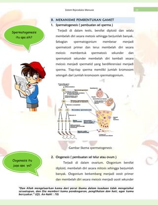 “Dan Allah mengeluarkan kamu dari perut ibumu dalam keadaan tidak mengetahui
sesuatupun, dan Dia memberi kamu pendengaran, penglihatan dan hati, agar kamu
bersyukur.” (QS. An-Nahl : 78)
10Sistem Reproduksi Manusia
B. MEKANISME PEMBENTUKAN GAMET
1. Spermatogenesis ( pembuatan sel sperma )
Terjadi di dalam testis, bersifat diploid dan selalu
membelah diri secara metosis sehingga berjumlah banyak.
Sebagian spermatogonium membesar menjadi
spermatosit primer dan terus membelah diri secara
meiosis membentuk spermatosis sekunder dan
spermatosit sekunder membelah diri kembali secara
meiosis menjadi spermatid yang berdiferensiasi menjadi
sperma. Tiap-tiap sperma memiliki jumlah kromosom
setengah dari jumlah kromosom spermatogonium.
Gambar Skema spermatogenesis
2. Oogenesis ( pembuatan sel telur atau ovum )
Terjadi di dalam ovarium. Oogonium bersifat
diploid, membelah diri secara mitosis sehingga berjumlah
banyak. Oogonium berkembang menjadi oosit primer
dan membelah diri secara meiosis menjadi oosit sekunder
Spermatogenesis
itu apa sih?
Oogenesis itu
juga apa ya?
 