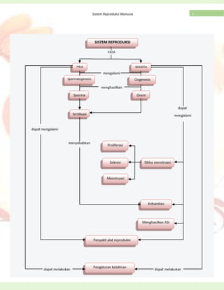 “Dan Allah mengeluarkan kamu dari perut ibumu dalam keadaan tidak mengetahui
sesuatupun, dan Dia memberi kamu pendengaran, penglihatan dan hati, agar kamu
bersyukur.” (QS. An-Nahl : 78)
3Sistem Reproduksi Manusia
 
