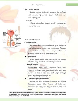 “Dan Allah mengeluarkan kamu dari perut ibumu dalam keadaan tidak mengetahui
sesuatupun, dan Dia memberi kamu pendengaran, penglihatan dan hati, agar kamu
bersyukur.” (QS. An-Nahl : 78)
7Sistem Reproduksi Manusia
d). Kantong Sperma
Kantong sperma berjumlah sepasang dan berfungsi
untuk menampung sperma sebelum dikeluarkan dari
tubuh seorang pria.
e). Uretra
Uretra merupakan saluran untuk mengeluarkan
sperma dan urine.
3. Kelenjar tambahan
Vesikaseminalis
Merupakan kantong semen (mani) yang dindingnya
menghasilkan cairan lendir yang mengandung fruktosa,
asam askorbat dan asam amino sebagai makanandan
pelindung sperma sebelum membuahi ovum.
Semen(mani)
Semen (mani) adalah cairan yang terdiri dari sperma
dan cairan yang dihasilkan oleh beberapa kelenjar.
Kelenjar prostat
Menghasilkan cairan basa berwarna putih susu.
Cairan ini berfungsi untuk menetralkan sifat asam pada
saluran vasa eferentia dan cairan pada vagina sehingga
sperma dapat bergerak dengan aktif.
Kelenjar cowperi (bulbouretralis)
Kelenjar ini kecil, berjumlah sepasang, dan terletak
disepanjang uretra. Cairan kelenjar ini kental dan
disekresikan sebelum penis mengeluarkan sperma dan
semen.
 