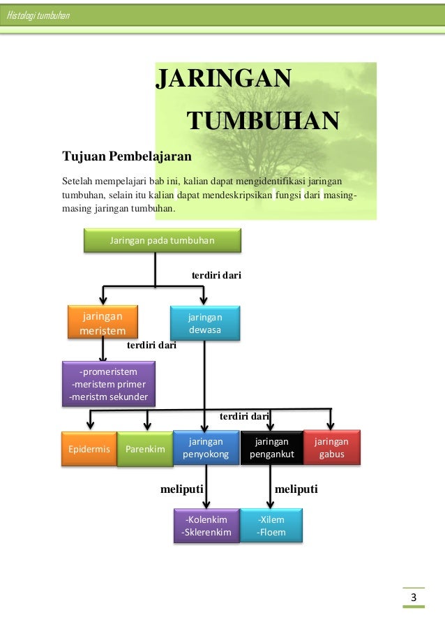 Buku Struktur Dan Fungsi Jaringan Tumbuhan Nining Khoerunnisa