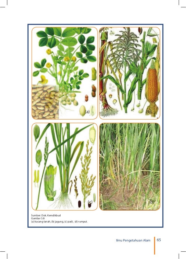 Buku ipa smp kelas 7 kurikulum 2013 semester 1