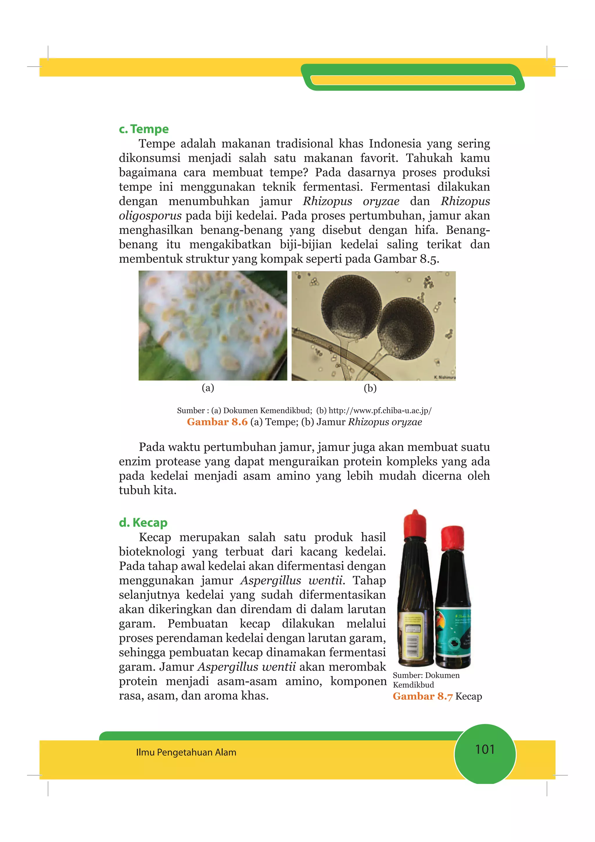 101Ilmu Pengetahuan Alam
c. Tempe
Tempe adalah makanan tradisional khas Indonesia yang sering
dikonsumsi menjadi salah satu makanan favorit. Tahukah kamu
bagaimana cara membuat tempe? Pada dasarnya proses produksi
tempe ini menggunakan teknik fermentasi. Fermentasi dilakukan
dengan menumbuhkan jamur Rhizopus oryzae dan Rhizopus
oligosporus pada biji kedelai. Pada proses pertumbuhan, jamur akan
menghasilkan benang-benang yang disebut dengan hifa. Benang-
benang itu mengakibatkan biji-bijian kedelai saling terikat dan
membentuk struktur yang kompak seperti pada Gambar 8.5.
(a) (b)
Sumber : (a) Dokumen Kemendikbud; (b) http://www.pf.chiba-u.ac.jp/
Gambar 8.6 (a) Tempe; (b) Jamur Rhizopus oryzae
Pada waktu pertumbuhan jamur, jamur juga akan membuat suatu
enzim protease yang dapat menguraikan protein kompleks yang ada
pada kedelai menjadi asam amino yang lebih mudah dicerna oleh
tubuh kita.
d. Kecap
Kecap merupakan salah satu produk hasil
bioteknologi yang terbuat dari kacang kedelai.
Pada tahap awal kedelai akan difermentasi dengan
menggunakan jamur Aspergillus wentii. Tahap
selanjutnya kedelai yang sudah difermentasikan
akan dikeringkan dan direndam di dalam larutan
garam. Pembuatan kecap dilakukan melalui
proses perendaman kedelai dengan larutan garam,
sehingga pembuatan kecap dinamakan fermentasi
garam. Jamur Aspergillus wentii akan merombak
protein menjadi asam-asam amino, komponen
rasa, asam, dan aroma khas.
Sumber: Dokumen
Kemdikbud
Gambar 8.7 Kecap
 