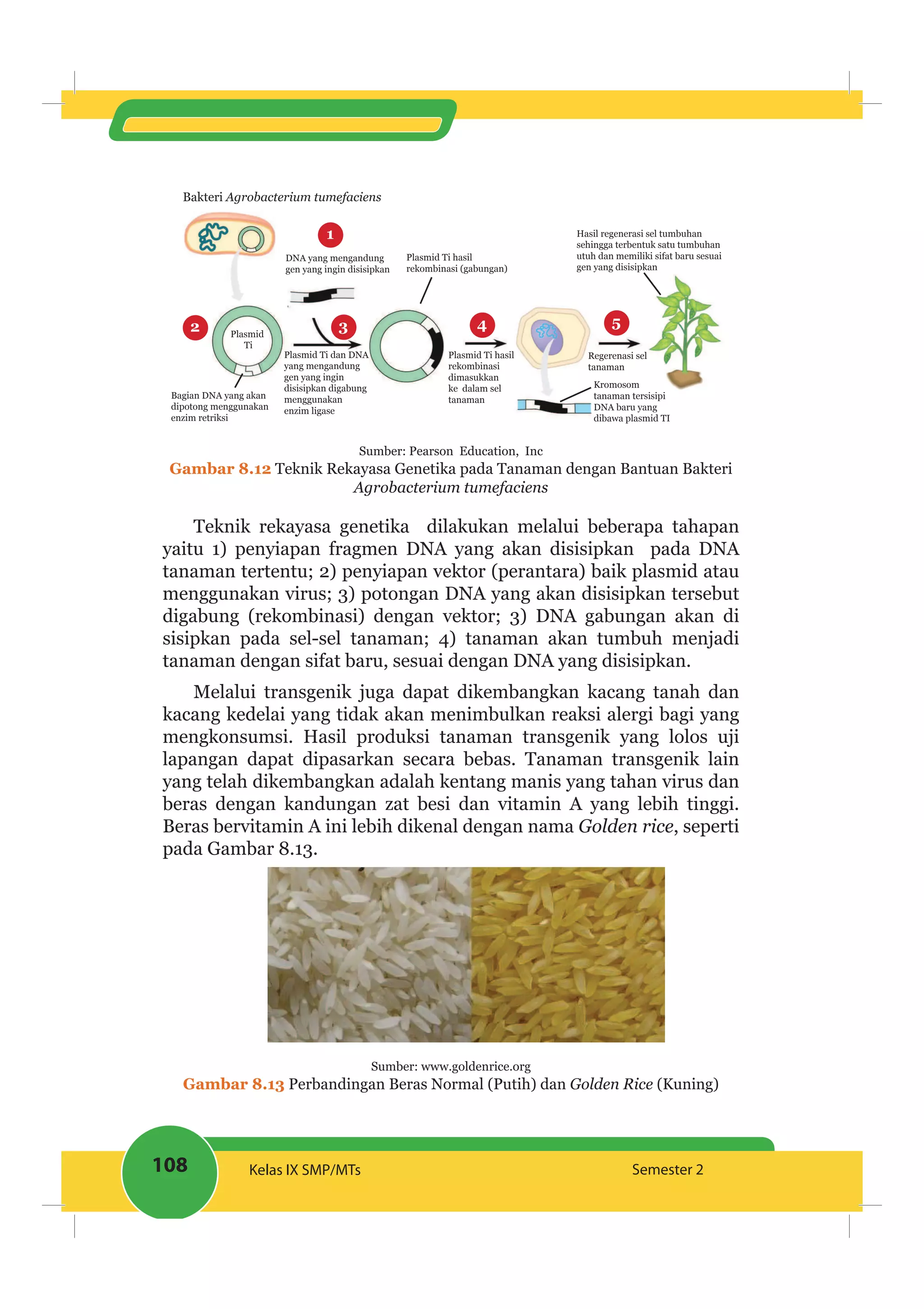108 Kelas IX SMP/MTs Semester 2
3
1
2 4 5
Bakteri Agrobacterium tumefaciens
DNA yang mengandung
gen yang ingin disisipkan
Plasmid Ti hasil
rekombinasi (gabungan)
Plasmid Ti hasil
rekombinasi
dimasukkan
ke dalam sel
tanaman
Kromosom
tanaman tersisipi
DNA baru yang
dibawa plasmid TI
Regerenasi sel
tanaman
Hasil regenerasi sel tumbuhan
sehingga terbentuk satu tumbuhan
utuh dan memiliki sifat baru sesuai
gen yang disisipkan
Plasmid Ti dan DNA
yang mengandung
gen yang ingin
disisipkan digabung
menggunakan
enzim ligase
Plasmid
Ti
Bagian DNA yang akan
dipotong menggunakan
enzim retriksi
Sumber: Pearson Education, Inc
Gambar 8.12 Teknik Rekayasa Genetika pada Tanaman dengan Bantuan Bakteri
Agrobacterium tumefaciens
Teknik rekayasa genetika dilakukan melalui beberapa tahapan
yaitu 1) penyiapan fragmen DNA yang akan disisipkan pada DNA
tanaman tertentu; 2) penyiapan vektor (perantara) baik plasmid atau
menggunakan virus; 3) potongan DNA yang akan disisipkan tersebut
digabung (rekombinasi) dengan vektor; 3) DNA gabungan akan di
sisipkan pada sel-sel tanaman; 4) tanaman akan tumbuh menjadi
tanaman dengan sifat baru, sesuai dengan DNA yang disisipkan.
Melalui transgenik juga dapat dikembangkan kacang tanah dan
kacang kedelai yang tidak akan menimbulkan reaksi alergi bagi yang
mengkonsumsi. Hasil produksi tanaman transgenik yang lolos uji
lapangan dapat dipasarkan secara bebas. Tanaman transgenik lain
yang telah dikembangkan adalah kentang manis yang tahan virus dan
beras dengan kandungan zat besi dan vitamin A yang lebih tinggi.
Beras bervitamin A ini lebih dikenal dengan nama Golden rice, seperti
pada Gambar 8.13.
Sumber: www.goldenrice.org
Gambar 8.13 Perbandingan Beras Normal (Putih) dan Golden Rice (Kuning)
 