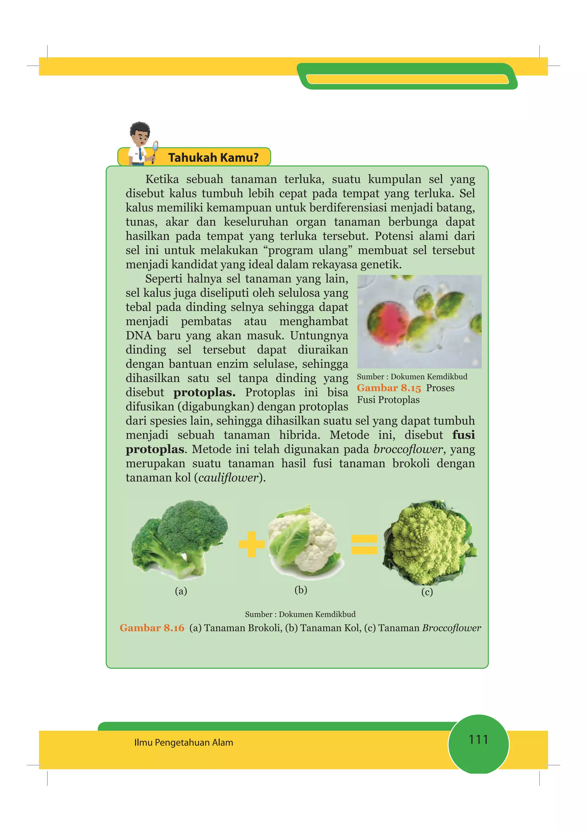 111Ilmu Pengetahuan Alam
Tahukah Kamu?
Ketika sebuah tanaman terluka, suatu kumpulan sel yang
disebut kalus tumbuh lebih cepat pada tempat yang terluka. Sel
kalus memiliki kemampuan untuk berdiferensiasi menjadi batang,
tunas, akar dan keseluruhan organ tanaman berbunga dapat
hasilkan pada tempat yang terluka tersebut. Potensi alami dari
sel ini untuk melakukan “program ulang” membuat sel tersebut
menjadi kandidat yang ideal dalam rekayasa genetik.
Seperti halnya sel tanaman yang lain,
sel kalus juga diseliputi oleh selulosa yang
tebal pada dinding selnya sehingga dapat
menjadi pembatas atau menghambat
DNA baru yang akan masuk. Untungnya
dinding sel tersebut dapat diuraikan
dengan bantuan enzim selulase, sehingga
dihasilkan satu sel tanpa dinding yang
disebut protoplas. Protoplas ini bisa
difusikan (digabungkan) dengan protoplas
dari spesies lain, sehingga dihasilkan suatu sel yang dapat tumbuh
menjadi sebuah tanaman hibrida. Metode ini, disebut fusi
protoplas. Metode ini telah digunakan pada , yang
merupakan suatu tanaman hasil fusi tanaman brokoli dengan
tanaman kol ( ).
(a) (b) (c)
Sumber : Dokumen Kemdikbud
Gambar 8.16 (a) Tanaman Brokoli, (b) Tanaman Kol, (c) Tanaman
Sumber : Dokumen Kemdikbud
Gambar 8.15 Proses
Fusi Protoplas
 