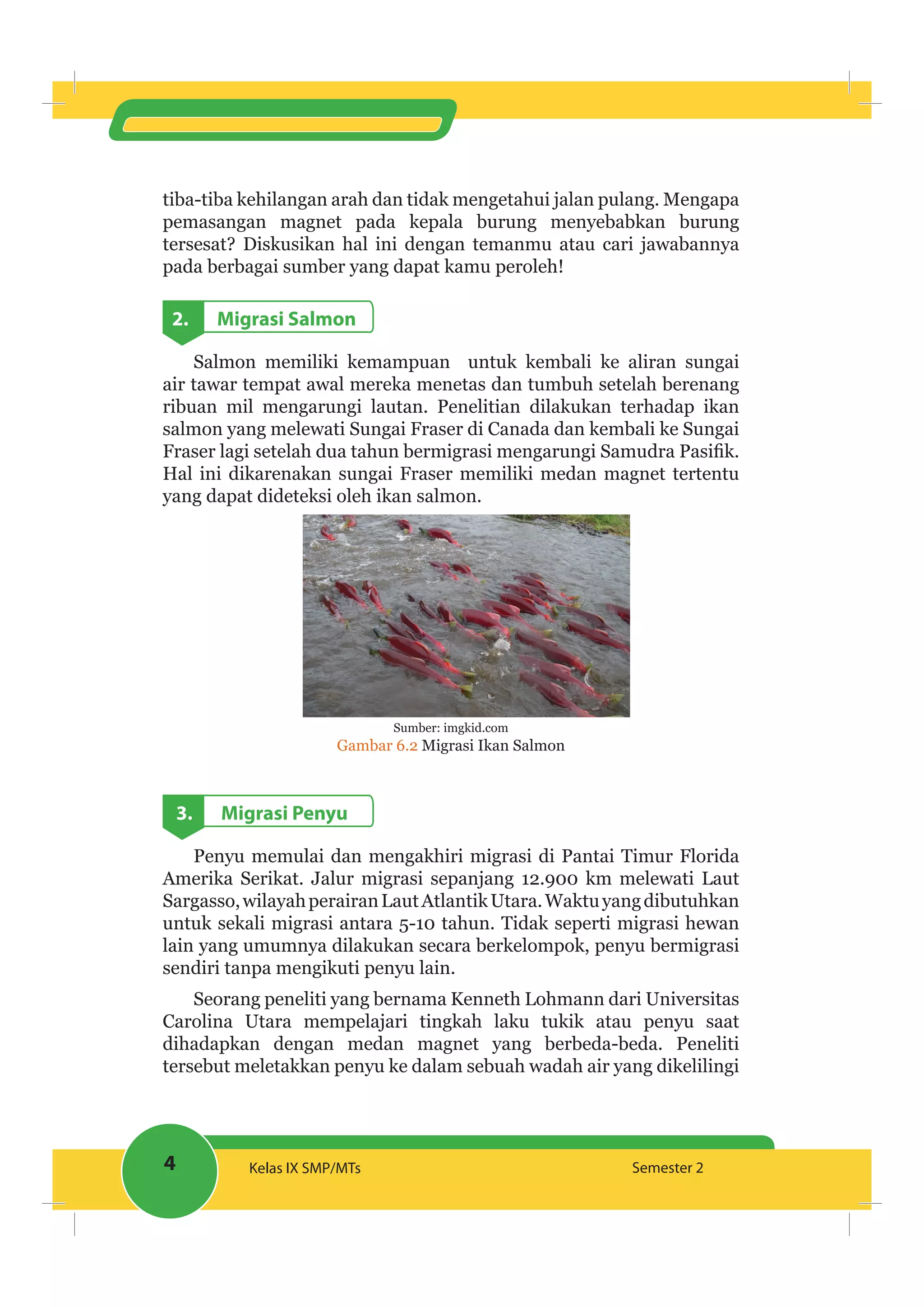 4 Kelas IX SMP/MTs Semester 2
tiba-tiba kehilangan arah dan tidak mengetahui jalan pulang. Mengapa
pemasangan magnet pada kepala burung menyebabkan burung
tersesat? Diskusikan hal ini dengan temanmu atau cari jawabannya
pada berbagai sumber yang dapat kamu peroleh!
2. Migrasi Salmon
Salmon memiliki kemampuan untuk kembali ke aliran sungai
air tawar tempat awal mereka menetas dan tumbuh setelah berenang
ribuan mil mengarungi lautan. Penelitian dilakukan terhadap ikan
salmon yang melewati Sungai Fraser di Canada dan kembali ke Sungai
Hal ini dikarenakan sungai Fraser memiliki medan magnet tertentu
yang dapat dideteksi oleh ikan salmon.
Sumber: imgkid.com
Gambar 6.2 Migrasi Ikan Salmon
3. Migrasi Penyu
Penyu memulai dan mengakhiri migrasi di Pantai Timur Florida
Amerika Serikat. Jalur migrasi sepanjang 12.900 km melewati Laut
Sargasso,wilayahperairanLautAtlantikUtara.Waktuyangdibutuhkan
untuk sekali migrasi antara 5-10 tahun. Tidak seperti migrasi hewan
lain yang umumnya dilakukan secara berkelompok, penyu bermigrasi
sendiri tanpa mengikuti penyu lain.
Seorang peneliti yang bernama Kenneth Lohmann dari Universitas
Carolina Utara mempelajari tingkah laku tukik atau penyu saat
dihadapkan dengan medan magnet yang berbeda-beda. Peneliti
tersebut meletakkan penyu ke dalam sebuah wadah air yang dikelilingi
 