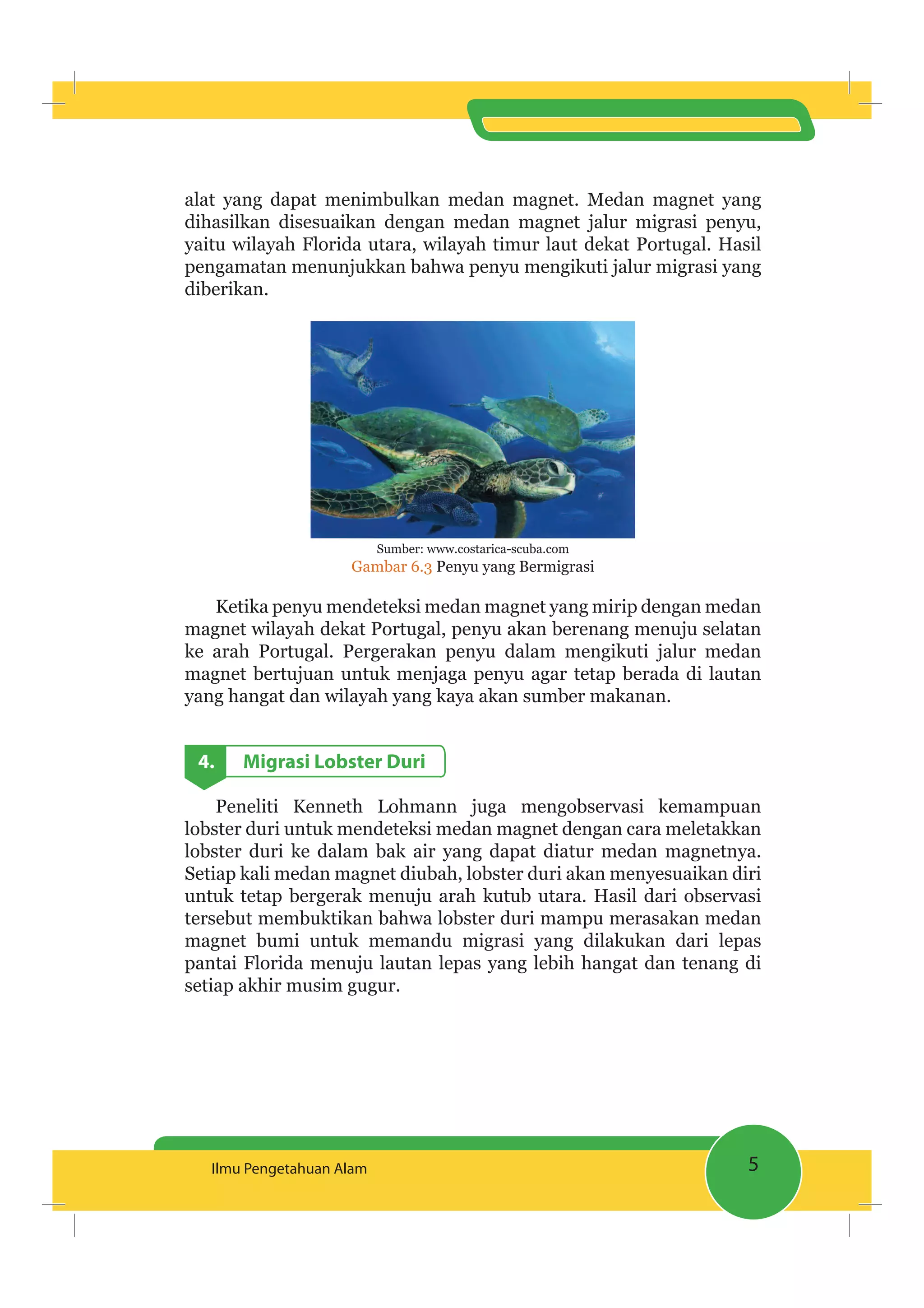 5Ilmu Pengetahuan Alam
alat yang dapat menimbulkan medan magnet. Medan magnet yang
dihasilkan disesuaikan dengan medan magnet jalur migrasi penyu,
yaitu wilayah Florida utara, wilayah timur laut dekat Portugal. Hasil
pengamatan menunjukkan bahwa penyu mengikuti jalur migrasi yang
diberikan.
Sumber: www.costarica-scuba.com
Gambar 6.3 Penyu yang Bermigrasi
Ketika penyu mendeteksi medan magnet yang mirip dengan medan
magnet wilayah dekat Portugal, penyu akan berenang menuju selatan
ke arah Portugal. Pergerakan penyu dalam mengikuti jalur medan
magnet bertujuan untuk menjaga penyu agar tetap berada di lautan
yang hangat dan wilayah yang kaya akan sumber makanan.
4. Migrasi Lobster Duri
Peneliti Kenneth Lohmann juga mengobservasi kemampuan
lobster duri untuk mendeteksi medan magnet dengan cara meletakkan
lobster duri ke dalam bak air yang dapat diatur medan magnetnya.
Setiap kali medan magnet diubah, lobster duri akan menyesuaikan diri
untuk tetap bergerak menuju arah kutub utara. Hasil dari observasi
tersebut membuktikan bahwa lobster duri mampu merasakan medan
magnet bumi untuk memandu migrasi yang dilakukan dari lepas
pantai Florida menuju lautan lepas yang lebih hangat dan tenang di
setiap akhir musim gugur.
 