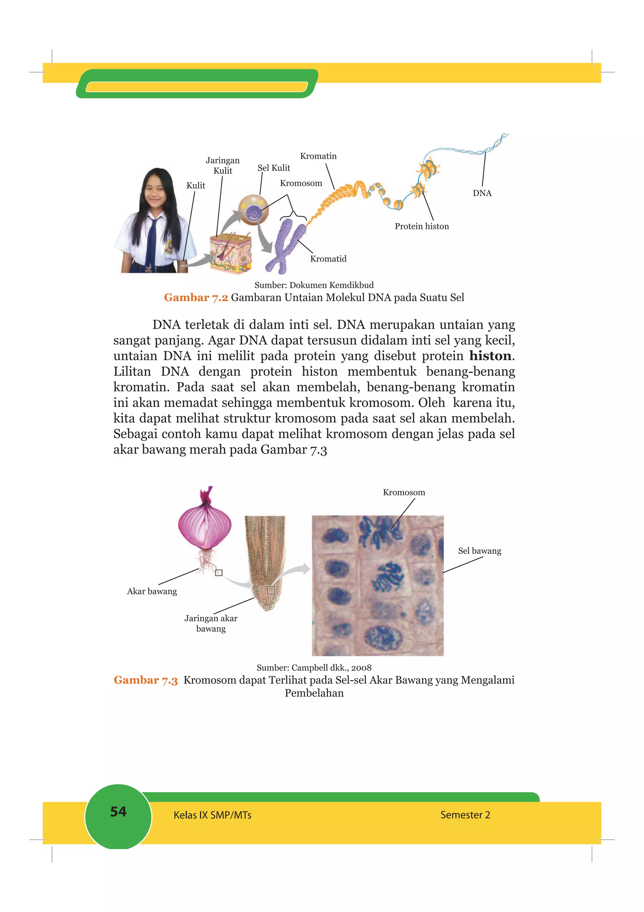 54 Kelas IX SMP/MTs Semester 2
DNA
Protein histon
Kromatin
Kromatid
Kulit
Jaringan
Kulit Sel Kulit
Kromosom
Sumber: Dokumen Kemdikbud
Gambar 7.2 Gambaran Untaian Molekul DNA pada Suatu Sel
DNA terletak di dalam inti sel. DNA merupakan untaian yang
sangat panjang. Agar DNA dapat tersusun didalam inti sel yang kecil,
untaian DNA ini melilit pada protein yang disebut protein histon.
Lilitan DNA dengan protein histon membentuk benang-benang
kromatin. Pada saat sel akan membelah, benang-benang kromatin
ini akan memadat sehingga membentuk kromosom. Oleh karena itu,
kita dapat melihat struktur kromosom pada saat sel akan membelah.
Sebagai contoh kamu dapat melihat kromosom dengan jelas pada sel
akar bawang merah pada Gambar 7.3
Kromosom
Sel bawang
Jaringan akar
bawang
Akar bawang
Sumber: Campbell dkk., 2008
Gambar 7.3 Kromosom dapat Terlihat pada Sel-sel Akar Bawang yang Mengalami
Pembelahan
 