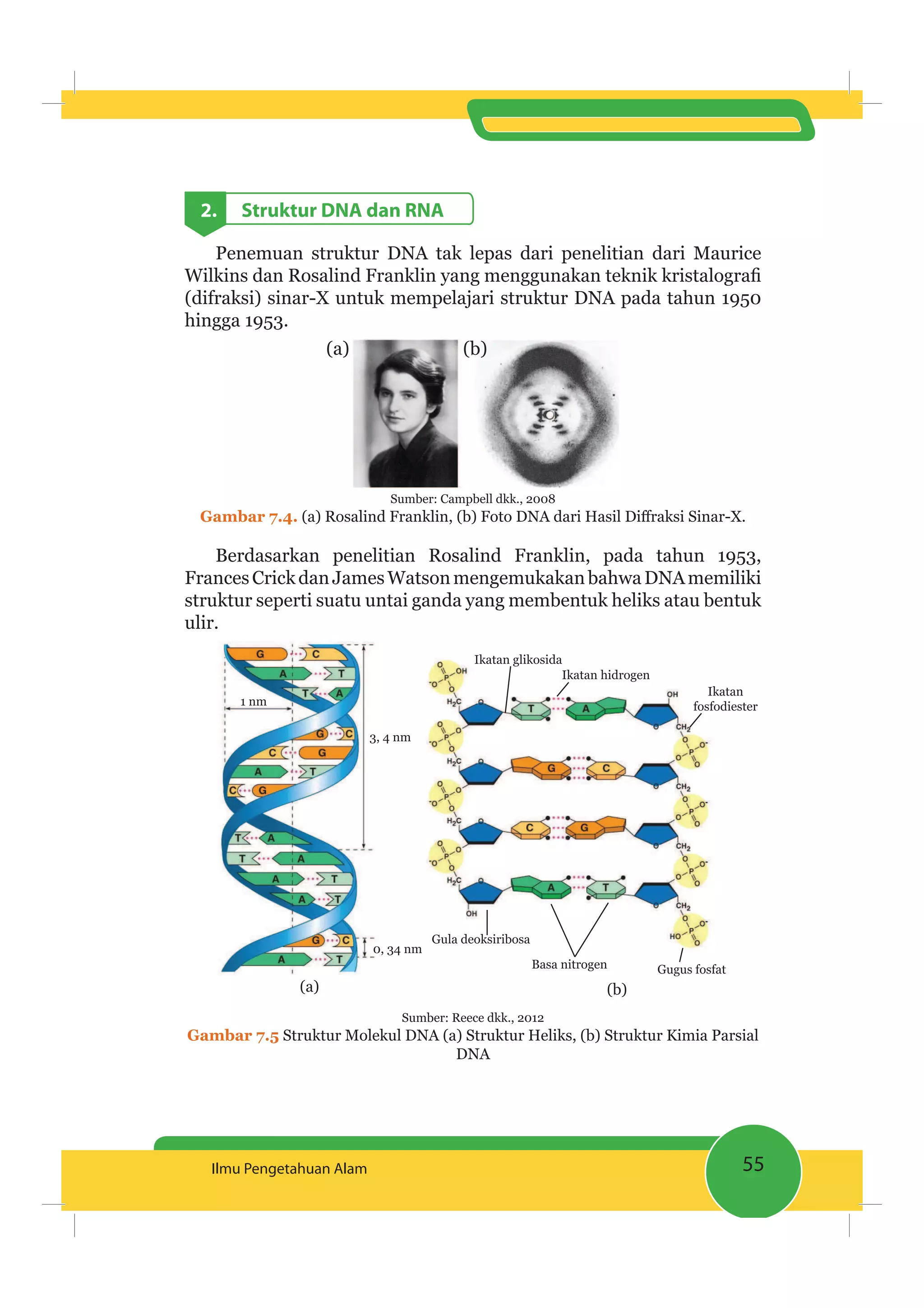 55Ilmu Pengetahuan Alam
2. Struktur DNA dan RNA
Penemuan struktur DNA tak lepas dari penelitian dari Maurice
(difraksi) sinar-X untuk mempelajari struktur DNA pada tahun 1950
hingga 1953.
(a) (b)
Sumber: Campbell dkk., 2008
Gambar 7.4.
Berdasarkan penelitian Rosalind Franklin, pada tahun 1953,
FrancesCrickdanJamesWatsonmengemukakanbahwaDNAmemiliki
struktur seperti suatu untai ganda yang membentuk heliks atau bentuk
ulir.
3, 4 nm
0, 34 nm
1 nm
Ikatan hidrogen
Basa nitrogen
Ikatan glikosida
Gula deoksiribosa
Ikatan
fosfodiester
Gugus fosfat
(a) (b)
Sumber: Reece dkk., 2012
Gambar 7.5 Struktur Molekul DNA (a) Struktur Heliks, (b) Struktur Kimia Parsial
DNA
 