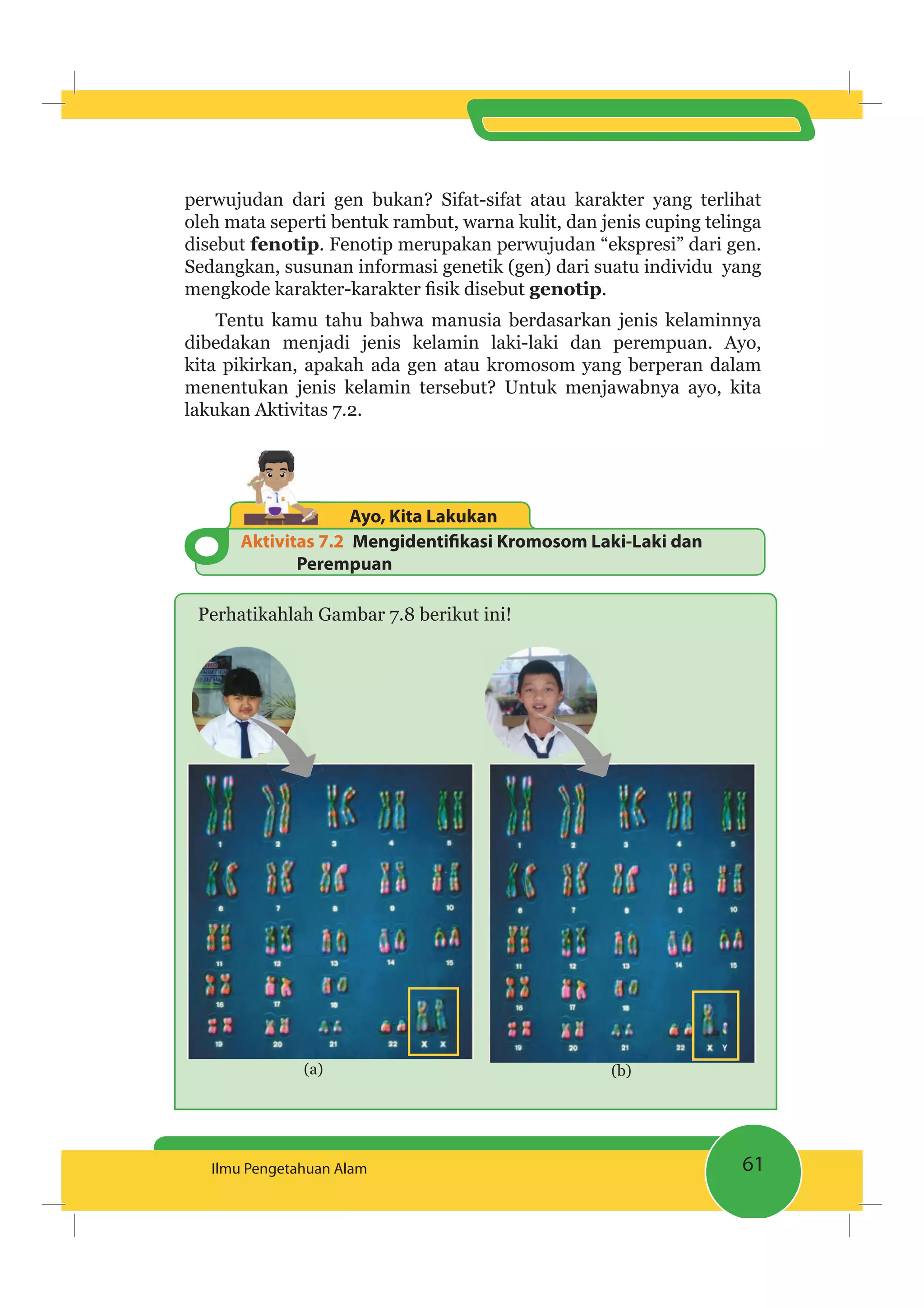 61Ilmu Pengetahuan Alam
perwujudan dari gen bukan? Sifat-sifat atau karakter yang terlihat
oleh mata seperti bentuk rambut, warna kulit, dan jenis cuping telinga
disebut fenotip. Fenotip merupakan perwujudan “ekspresi” dari gen.
Sedangkan, susunan informasi genetik (gen) dari suatu individu yang
genotip.
Tentu kamu tahu bahwa manusia berdasarkan jenis kelaminnya
dibedakan menjadi jenis kelamin laki-laki dan perempuan. Ayo,
kita pikirkan, apakah ada gen atau kromosom yang berperan dalam
menentukan jenis kelamin tersebut? Untuk menjawabnya ayo, kita
lakukan Aktivitas 7.2.
Aktivitas 7.2 Mengidentiﬁkasi Kromosom Laki-Laki dan
Perempuan
Ayo, Kita Lakukan
Perhatikahlah Gambar 7.8 berikut ini!
(a) (b)
 