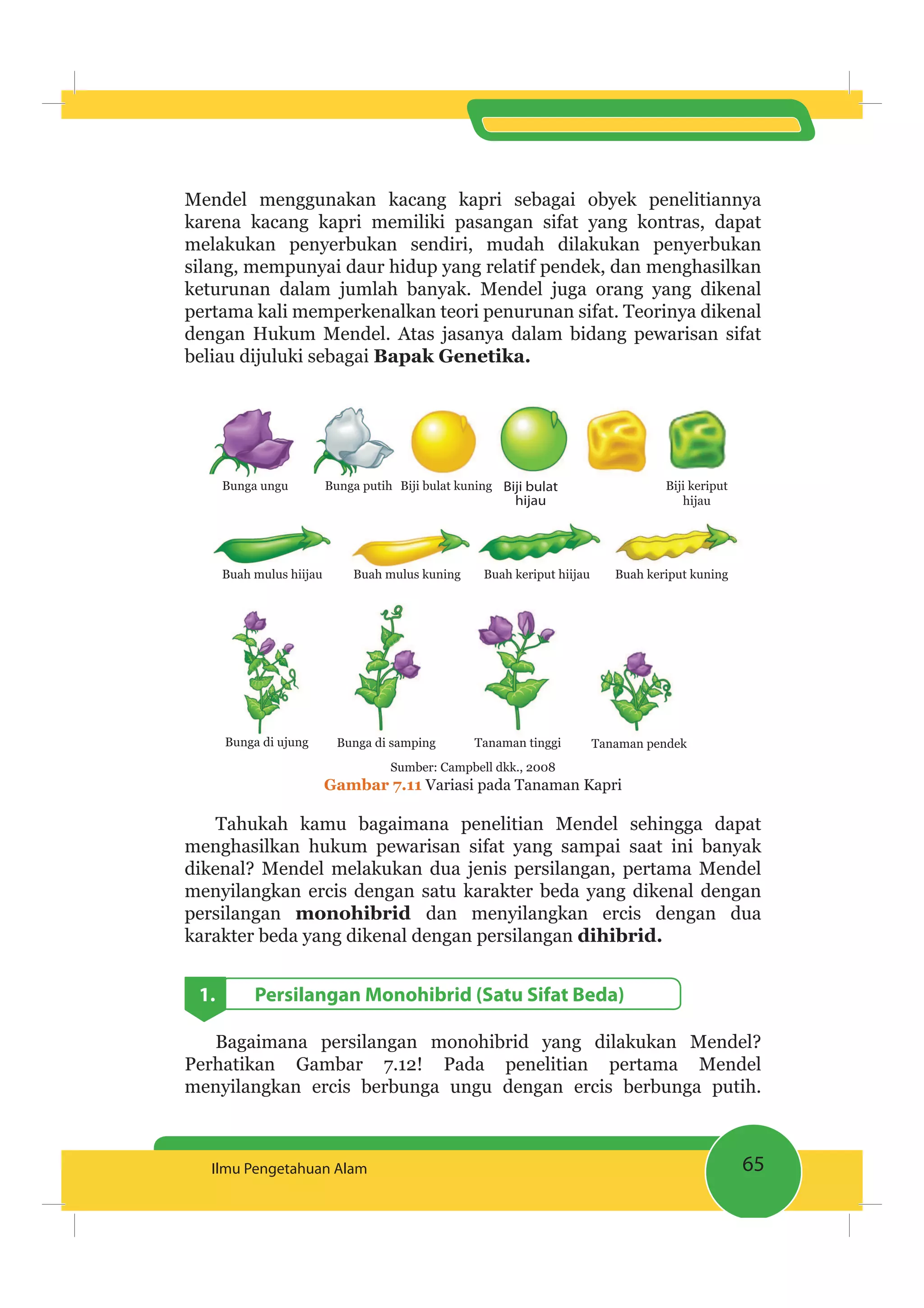 65Ilmu Pengetahuan Alam
Mendel menggunakan kacang kapri sebagai obyek penelitiannya
karena kacang kapri memiliki pasangan sifat yang kontras, dapat
melakukan penyerbukan sendiri, mudah dilakukan penyerbukan
silang, mempunyai daur hidup yang relatif pendek, dan menghasilkan
keturunan dalam jumlah banyak. Mendel juga orang yang dikenal
pertama kali memperkenalkan teori penurunan sifat. Teorinya dikenal
dengan Hukum Mendel. Atas jasanya dalam bidang pewarisan sifat
beliau dijuluki sebagai Bapak Genetika.
Bunga ungu Bunga putih Biji bulat kuning Biji bulat
hijau
Biji keriput
hijau
Buah mulus hiijau Buah mulus kuning Buah keriput hiijau Buah keriput kuning
Bunga di ujung Bunga di samping Tanaman tinggi Tanaman pendek
Sumber: Campbell dkk., 2008
Gambar 7.11 Variasi pada Tanaman Kapri
Tahukah kamu bagaimana penelitian Mendel sehingga dapat
menghasilkan hukum pewarisan sifat yang sampai saat ini banyak
dikenal? Mendel melakukan dua jenis persilangan, pertama Mendel
menyilangkan ercis dengan satu karakter beda yang dikenal dengan
persilangan monohibrid dan menyilangkan ercis dengan dua
karakter beda yang dikenal dengan persilangan dihibrid.
1. Persilangan Monohibrid (Satu Sifat Beda)
Bagaimana persilangan monohibrid yang dilakukan Mendel?
Perhatikan Gambar 7.12! Pada penelitian pertama Mendel
menyilangkan ercis berbunga ungu dengan ercis berbunga putih.
 