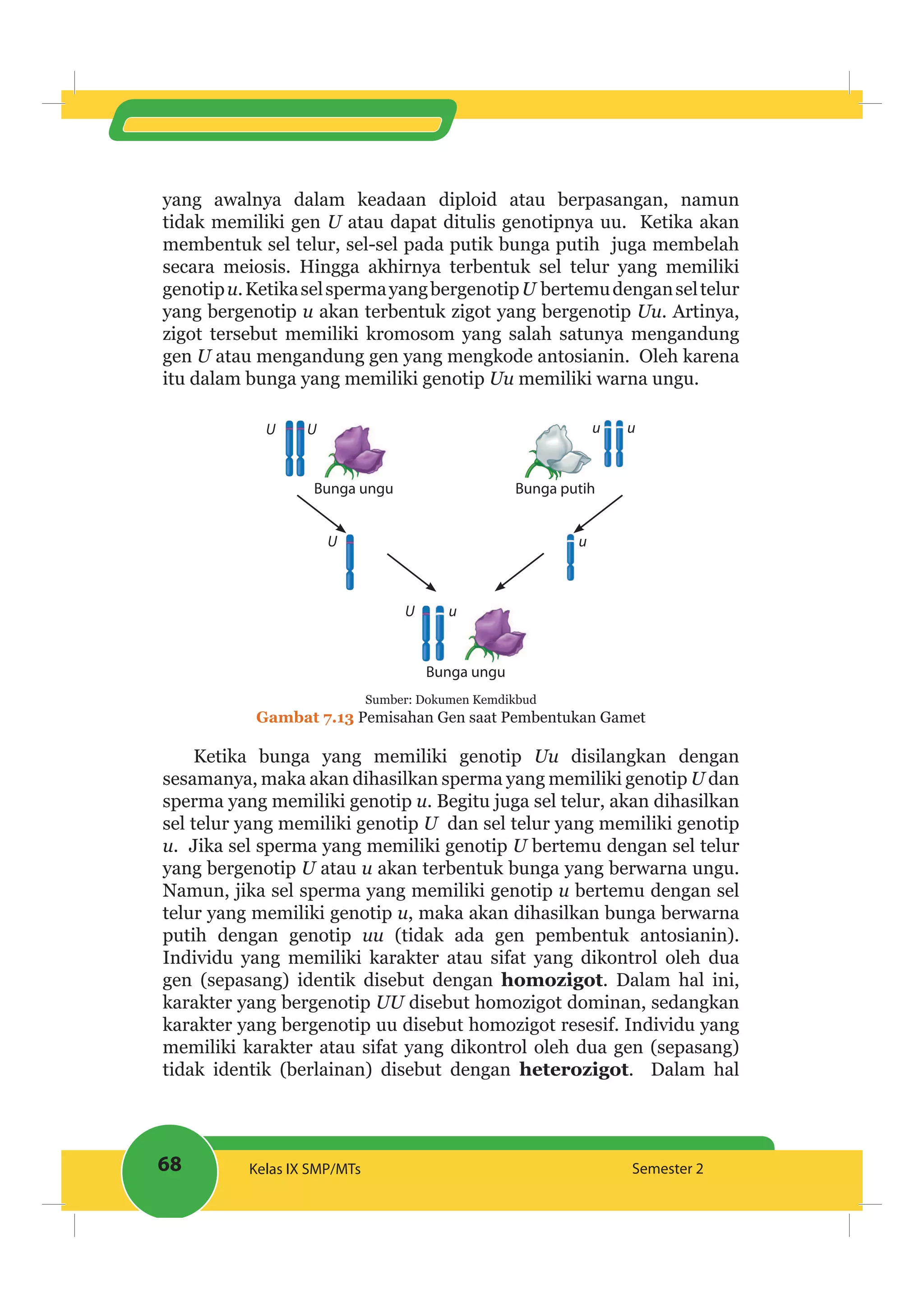 68 Kelas IX SMP/MTs Semester 2
yang awalnya dalam keadaan diploid atau berpasangan, namun
tidak memiliki gen U atau dapat ditulis genotipnya uu. Ketika akan
membentuk sel telur, sel-sel pada putik bunga putih juga membelah
secara meiosis. Hingga akhirnya terbentuk sel telur yang memiliki
genotipu.KetikaselspermayangbergenotipU bertemudenganseltelur
yang bergenotip u akan terbentuk zigot yang bergenotip Uu. Artinya,
zigot tersebut memiliki kromosom yang salah satunya mengandung
gen U atau mengandung gen yang mengkode antosianin. Oleh karena
itu dalam bunga yang memiliki genotip Uu memiliki warna ungu.
Bunga ungu Bunga putih
U U u u
U u
U u
Bunga ungu
Sumber: Dokumen Kemdikbud
Gambat 7.13 Pemisahan Gen saat Pembentukan Gamet
Ketika bunga yang memiliki genotip Uu disilangkan dengan
sesamanya, maka akan dihasilkan sperma yang memiliki genotip U dan
sperma yang memiliki genotip u. Begitu juga sel telur, akan dihasilkan
sel telur yang memiliki genotip U dan sel telur yang memiliki genotip
u. Jika sel sperma yang memiliki genotip U bertemu dengan sel telur
yang bergenotip U atau u akan terbentuk bunga yang berwarna ungu.
Namun, jika sel sperma yang memiliki genotip u bertemu dengan sel
telur yang memiliki genotip u, maka akan dihasilkan bunga berwarna
putih dengan genotip uu (tidak ada gen pembentuk antosianin).
Individu yang memiliki karakter atau sifat yang dikontrol oleh dua
gen (sepasang) identik disebut dengan homozigot. Dalam hal ini,
karakter yang bergenotip UU disebut homozigot dominan, sedangkan
karakter yang bergenotip uu disebut homozigot resesif. Individu yang
memiliki karakter atau sifat yang dikontrol oleh dua gen (sepasang)
tidak identik (berlainan) disebut dengan heterozigot. Dalam hal
 