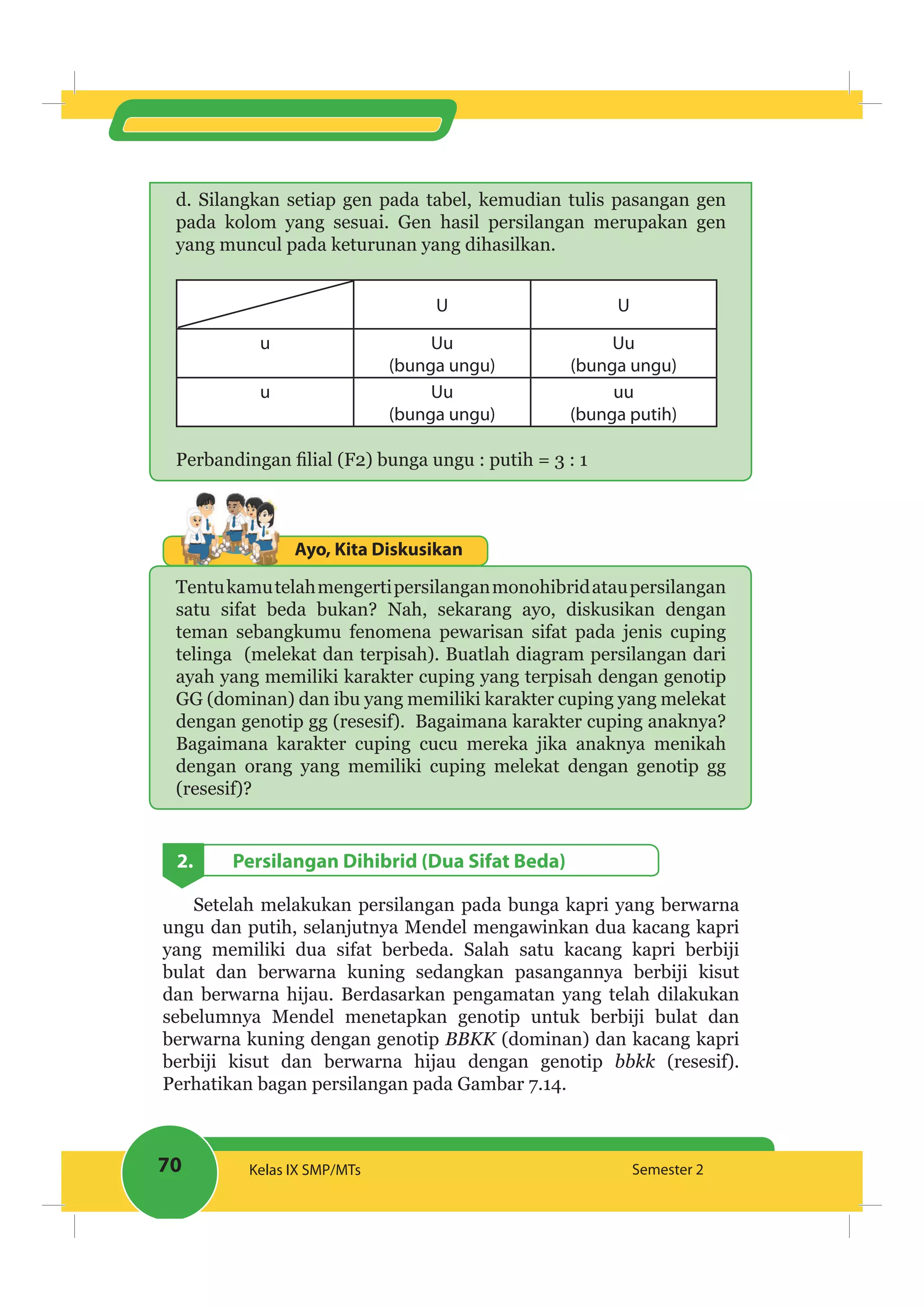 70 Kelas IX SMP/MTs Semester 2
d. Silangkan setiap gen pada tabel, kemudian tulis pasangan gen
pada kolom yang sesuai. Gen hasil persilangan merupakan gen
yang muncul pada keturunan yang dihasilkan.
U U
u Uu
(bunga ungu)
Uu
(bunga ungu)
u Uu
(bunga ungu)
uu
(bunga putih)
Ayo, Kita Diskusikan
Tentukamutelahmengertipersilanganmonohibridataupersilangan
satu sifat beda bukan? Nah, sekarang ayo, diskusikan dengan
teman sebangkumu fenomena pewarisan sifat pada jenis cuping
telinga (melekat dan terpisah). Buatlah diagram persilangan dari
ayah yang memiliki karakter cuping yang terpisah dengan genotip
GG (dominan) dan ibu yang memiliki karakter cuping yang melekat
dengan genotip gg (resesif). Bagaimana karakter cuping anaknya?
Bagaimana karakter cuping cucu mereka jika anaknya menikah
dengan orang yang memiliki cuping melekat dengan genotip gg
(resesif)?
2. Persilangan Dihibrid (Dua Sifat Beda)
Setelah melakukan persilangan pada bunga kapri yang berwarna
ungu dan putih, selanjutnya Mendel mengawinkan dua kacang kapri
yang memiliki dua sifat berbeda. Salah satu kacang kapri berbiji
bulat dan berwarna kuning sedangkan pasangannya berbiji kisut
dan berwarna hijau. Berdasarkan pengamatan yang telah dilakukan
sebelumnya Mendel menetapkan genotip untuk berbiji bulat dan
berwarna kuning dengan genotip BBKK (dominan) dan kacang kapri
berbiji kisut dan berwarna hijau dengan genotip bbkk (resesif).
Perhatikan bagan persilangan pada Gambar 7.14.
 