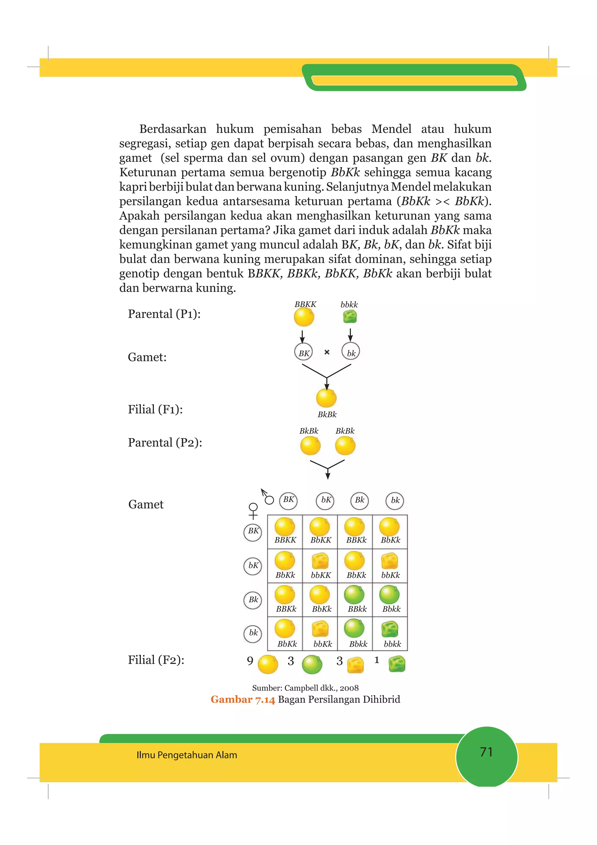 71Ilmu Pengetahuan Alam
Berdasarkan hukum pemisahan bebas Mendel atau hukum
segregasi, setiap gen dapat berpisah secara bebas, dan menghasilkan
gamet (sel sperma dan sel ovum) dengan pasangan gen BK dan bk.
Keturunan pertama semua bergenotip BbKk sehingga semua kacang
kapriberbijibulatdanberwanakuning.SelanjutnyaMendelmelakukan
persilangan kedua antarsesama keturuan pertama (BbKk >< BbKk).
Apakah persilangan kedua akan menghasilkan keturunan yang sama
dengan persilanan pertama? Jika gamet dari induk adalah BbKk maka
kemungkinan gamet yang muncul adalah BK, Bk, bK, dan bk. Sifat biji
bulat dan berwana kuning merupakan sifat dominan, sehingga setiap
genotip dengan bentuk BBKK, BBKk, BbKK, BbKk akan berbiji bulat
dan berwarna kuning.
Parental (P1):
Gamet:
BBKK bbkk
Filial (F1):
Filial (F2):
BkBk
BkBk BkBk
BK bk
Parental (P2):
Gamet
BK bK Bk bk
BK
bK
Bk
bk
9 3 3 1
BBKK BbKK BBKk BbKk
BbKk bbKK BbKk bbKk
BBKk BbKk BBkk Bbkk
BbKk bbKk Bbkk bbkk
Sumber: Campbell dkk., 2008
Gambar 7.14 Bagan Persilangan Dihibrid
 