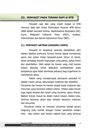 Petunjuk Praktis
Manajemen Pencegahan dan Pengendalian Penyakit pada Ternak Sapi
5
III. PENYAKIT PADA TERNAK SAPI di NTB
Penyakit sapi Bali yang masih terjadi di NTB
menurut data dari Dinas Peternakan Propinsi NTB tahun
2008 adalah penyakit Antrax, Septichaemia Epizootica (SE),
Surra, Malignant Catharral Fever (MCF), Scabies,
Helminthiasis dan Bovine Ephemeral Fever (BEF).
3.1. PENYAKIT ANTRAX (RADANG LIMPA)
Penyakit ini tergolong zoonosis disebabkan oleh
bakteri Basillus anthracis. Kuman Antrax dapat membentuk
spora dan tahan hidup berpuluh-puluh tahun di tanah,
tahan terhadap kondisi lingkungan yang panas, bahan kimia
dan desinfektan. Oleh sebab itu hewan yang mati karena
Antrax dilarang untuk dilakukan pembedahan pada
bangkainya agar tidak membuka peluang bagi organisme ini
membentuk spora.
Faktor yang mempercepat penularan penyakit ini
adalah musim panas, kekurangan makanan dan keletihan.
Penularan dari hewan ke hewan terjadi lewat makanan dan
minuman yang tercemar bakteri antrax. Infeksi pada hewan
juga dapat berasal dari tanah yang tercemar spora Antrax.
Bakteri Antrax masuk ke dalam tubuh hewan melalui luka,
terhirup bersama udara atau tertelan bersama makanan
dan minuman.
Penularan antrax ke manusia umumnya terjadi secara
langsung yaitu kontak dengan hewan penderita melalui
luka, atau bahan asal hewan seperti bulu yang terhirup
 