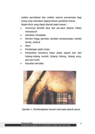 Petunjuk Praktis
Manajemen Pencegahan dan Pengendalian Penyakit pada Ternak Sapi
6
melalui pernafasan dan melalui saluran pencernaan bagi
orang yang memakan daging hewan penderita Antrax.
Gejala klinis yang dapat diamati pada hewan :
Umumnya bersifat akut dan per-akut disertai infeksi
menyeluruh
Kematian mendadak
Demam tinggi, gemetar, berjalan sempoyongan, kondisi
lemah, ambruk
Diare
Peradangan pada Limpa
Perdarahan berwarna hitam pekat seperti teer dari
lubang–lubang kumlah (lubang hidung, lubang anus,
pori-pori kulit)
Kesulitan bernafas
Gambar 1. Pembengkakan bawah kulit pada daerah perut.
 