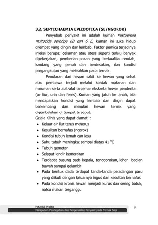 Petunjuk Praktis
Manajemen Pencegahan dan Pengendalian Penyakit pada Ternak Sapi
9
3.2. SEPTICHAEMIA EPIZOOTICA (SE/NGOROK)
Penyebab penyakit ini adalah kuman Pastuerella
multocida serotipe 6B dan 6 E, kuman ini suka hidup
ditempat yang dingin dan lembab. Faktor pemicu terjadinya
infeksi berupa; cekaman atau stess seperti terlalu banyak
dipekerjakan, pemberian pakan yang berkualitas rendah,
kandang yang penuh dan berdesakan, dan kondisi
pengangkutan yang melelahkan pada ternak.
Penularan dari hewan sakit ke hewan yang sehat
atau pembawa terjadi melalui kontak makanan dan
minuman serta alat-alat tercemar ekskreta hewan penderita
(air liur, urin dan feses). Kuman yang jatuh ke tanah, bila
mendapatkan kondisi yang lembab dan dingin dapat
berkembang dan menulari hewan ternak yang
digembalakan di tempat tersebut.
Gejala Klinis yang dapat diamati :
Keluar air liur terus menerus
Kesulitan bernafas (ngorok)
Kondisi tubuh lemah dan lesu
Suhu tubuh meningkat sampai diatas 41 0
C
Tubuh gemetar
Selaput lendir kemerahan
Terdapat busung pada kepala, tenggorokan, leher bagian
bawah sampai gelambir
Pada bentuk dada terdapat tanda-tanda peradangan paru
yang diikuti dengan keluarnya ingus dan kesulitan bernafas
Pada kondisi kronis hewan menjadi kurus dan sering batuk,
nafsu makan terganggu
 