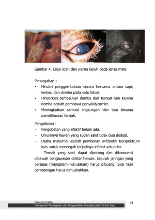 Petunjuk Praktis
Manajemen Pencegahan dan Pengendalian Penyakit pada Ternak Sapi
14
Gambar 4. Erosi lidah dan warna keruh pada lensa mata
Pencegahan :
▪ Hindari penggembalaan secara bersama antara sapi,
kerbau dan domba pada satu lokasi.
▪ Hindarkan pemasukan domba dari tempat lain karena
domba adalah pembawa penyakit/carrier.
▪ Meningkatkan sanitasi lingkungan dan tata laksana
pemeliharaan ternak.
Pengobatan :
Pengobatan yang efektif belum ada.
Umumnya hewan yang sudah sakit tidak bisa diobati.
Usaha maksimal adalah pemberian antibiotik berspektrum
luas untuk mencegah terjadinya infeksi sekunder.
Ternak yang sakit dapat dipotong dan dikonsumsi
dibawah pengawasan dokter hewan. Seluruh jaringan yang
berjejas (mengalami karusakan) harus dibuang. Sisa hasil
pemotongan harus dimusnahkan.
 