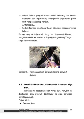 Petunjuk Praktis
Manajemen Pencegahan dan Pengendalian Penyakit pada Ternak Sapi
16
Minyak kelapa yang dicampur serbuk belerang dan kunyit
dicampur dan dipanaskan, selanjutnya digosokkan pada
kulit yang sakit selagi hangat.
Air tembakau.
Serbuk kamper atau kapur barus dicampur dengan minyak
kelapa.
Ternak yang sakit dapat dipotong dan dikonsumsi dibawah
pengawasan dokter hewan. Kulit yang mengandung Tungau
segera dimusnahkan.
Gambar 5. Permukaan kulit berkerak karena penyakit
skabies
3.6. BOVINE EPHEMERAL FEVER (BEF / Demam Tiga
Hari)
Penyakit ini disebabkan oleh Virus BEF. Penyakit ini
disebarkan oleh nyamuk Cullicoides sp atau serangga
penghisap darah.
Gejala Klinis :
Demam, lesu
 