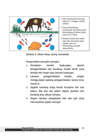 Petunjuk Praktis
Manajemen Pencegahan dan Pengendalian Penyakit pada Ternak Sapi
20
Gambar 8. Siklus hidup cacing trematode.
Pengendalian penyakit cacingan :
1. Perhatikan kondisi lingkungan, daerah
penggembalaan dan kandang, hindari tanah yang
lembab dan basah atau banyak kubangan.
2. Lakukan penggembalaan bergilir, jangan
menggunakan padang penggembalaan secara terus
menerus.
3. Jagalah kandang tetap bersih terutama dari sisa
pakan, bila ada sisa pakan segera jauhkan dari
kandang atau dibuat kompos.
4. Segera lakukan pengobatan bila ada sapi yang
menunjukkan gejala cacingan
1.Telur dikeluarkan bersama
tinja (8-12 minggu setelah
infeksi)
2.Telur berkembang
membentuk mirasidium dan
berkembang di dalam tubuh
siput (10-12 hari)
3.Serkaria keluar dari tubuh
siput dan menempel pada
rumput atau air,
berkembang menjadi
metaserkaria
4.Rumput atau air yang
mengandung metaserkaria
termakan oleh sapi
1
23
4
 