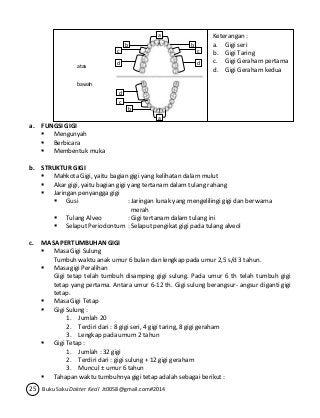 a. FUNGSI GIGI 
atas 
bawah 
 Mengunyah 
 Berbicara 
 Membentuk muka 
b. STRUKTUR GIGI 
a 
b b 
c c 
d d 
a 
d 
 Mahkota Gigi, yaitu bagian gigi yang kelihatan dalam mulut 
 Akar gigi, yaitu bagian gigi yang tertanam dalam tulang rahang 
 Jaringan penyangga gigi 
 Gusi : Jaringan lunak yang mengelilingi gigi dan berwarna 
merah 
 Tulang Alveo : Gigi tertanam dalam tulang ini 
 Selaput Periodontum : Selaput pengikat gigi pada tulang alveol 
c. MASA PERTUMBUHAN GIGI 
 Masa Gigi Sulung 
Tumbuh waktu anak umur 6 bulan dan lengkap pada umur 2,5 s/d 3 tahun. 
 Masa gigi Peralihan 
Gigi tetap telah tumbuh disamping gigi sulung. Pada umur 6 th telah tumbuh gigi 
tetap yang pertama. Antara umur 6-12 th. Gigi sulung berangsur- angsur diganti gigi 
tetap. 
 Masa Gigi Tetap 
 Gigi Sulung : 
1. Jumlah 20 
2. Terdiri dari : 8 gigi seri, 4 gigi taring, 8 gigi geraham 
3. Lengkap pada umum 2 tahun 
 Gigi Tetap : 
1. Jumlah : 32 gigi 
2. Terdiri dari : gigi sulung + 12 gigi geraham 
3. Muncul ± umur 6 tahun 
 Tahapan waktu tumbuhnya gigi tetap adalah sebagai berikut : 
25 Buku Saku Dokter Kecil Jt0058@gmail.com#2014 
Keterangan : 
a. Gigi seri 
b. Gigi Taring 
c. Gigi Geraham pertama 
d. Gigi Geraham kedua 
b 
c 
 